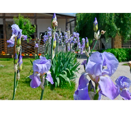 Цветущая территория базы